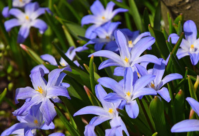 Close-up of purple flowers blooming