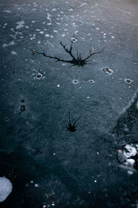 High angle view of insect on sea