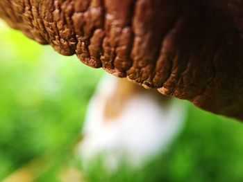 Close-up of lizard