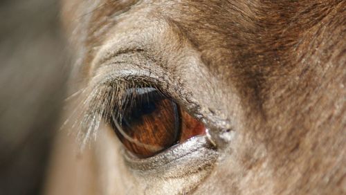 Close-up of horse