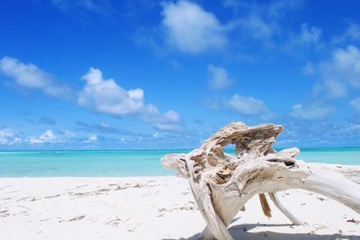 Driftwood on sand at beach against sky