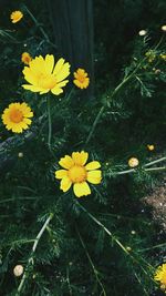 High angle view of yellow flowering plant on field