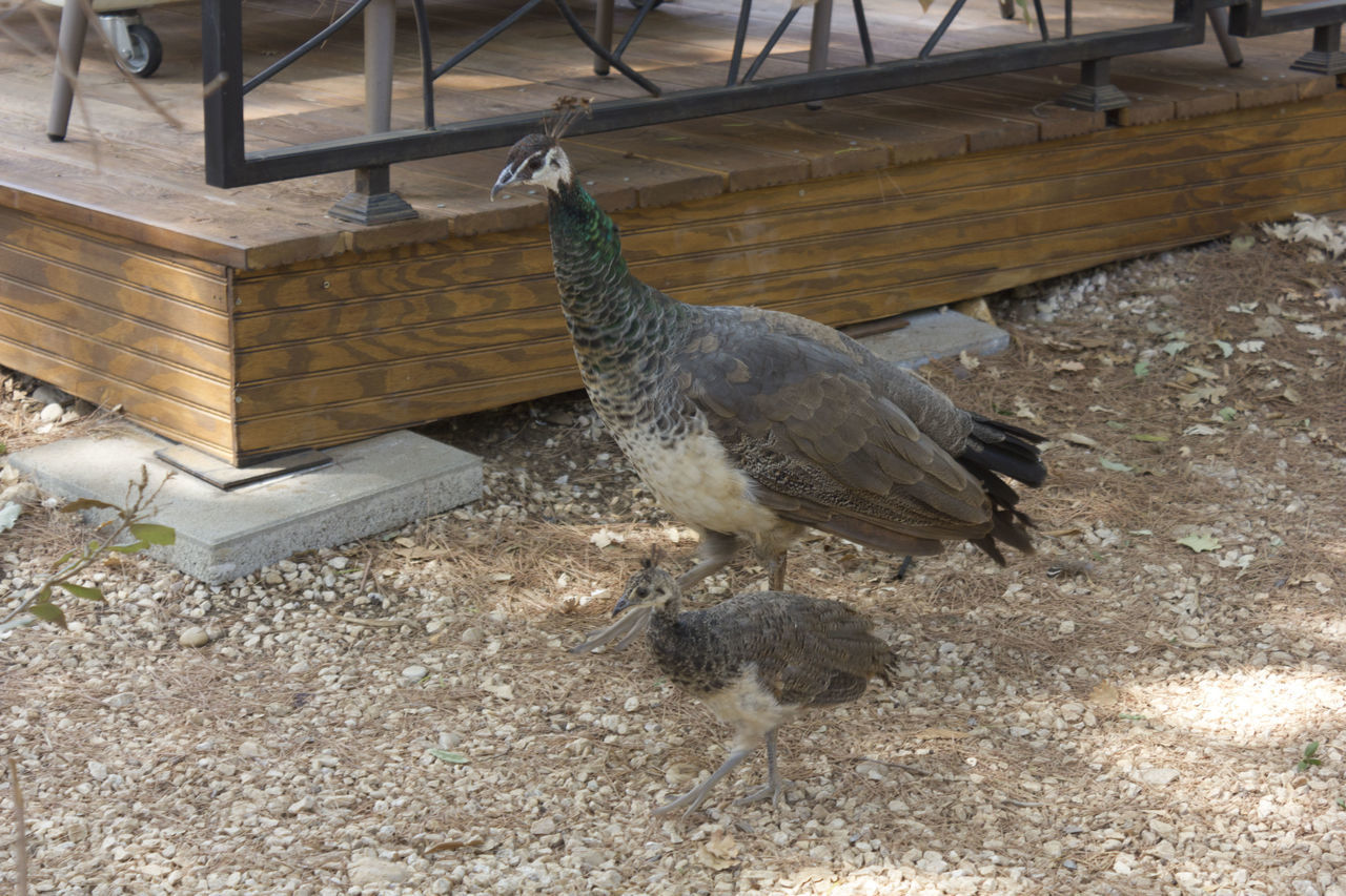 HIGH ANGLE VIEW OF A BIRD ON FIELD