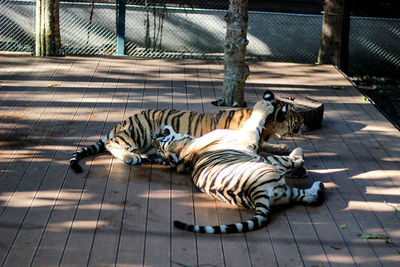 Cat sleeping in a zoo