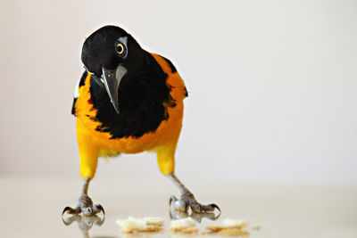 Close-up of a bird