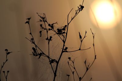 Close-up of plant at sunset