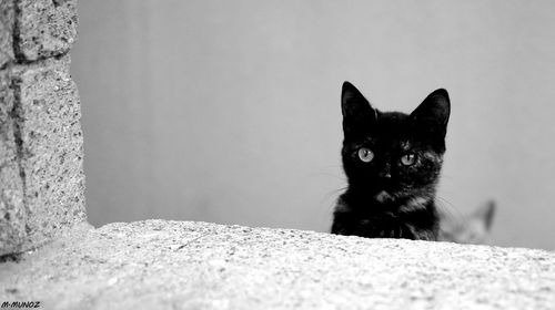 Close-up portrait of cat