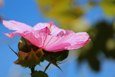 Close-up of pink flowering plant