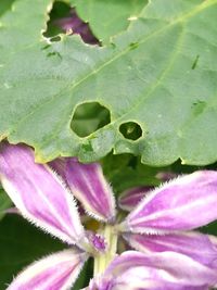 Full frame shot of purple flower