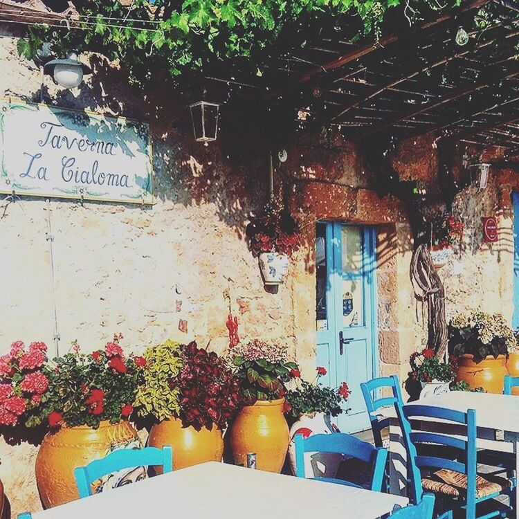 POTTED PLANTS ON BUILDING