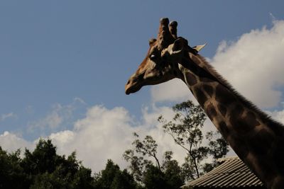 View of giraffe against sky