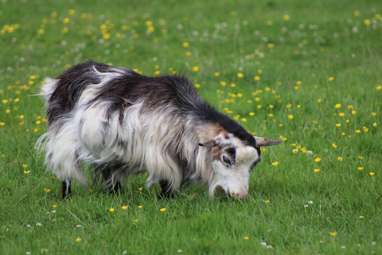 Hairy goat