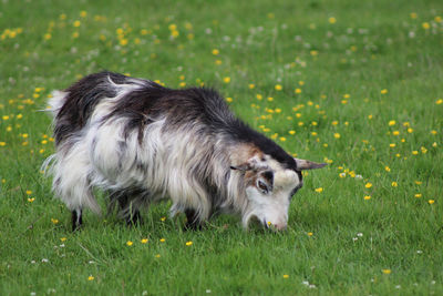 Mountain goat grazing on grassy field