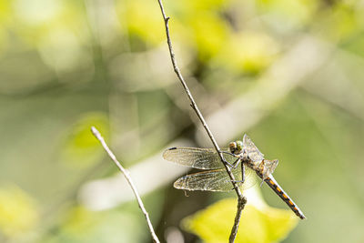 Close-up of dragonfly on plant