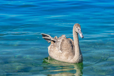 View of duck swimming in lake