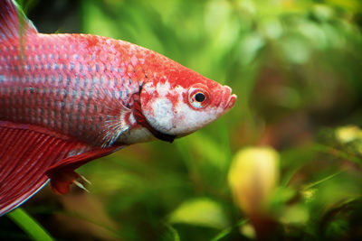 Close-up of fish swimming in aquarium