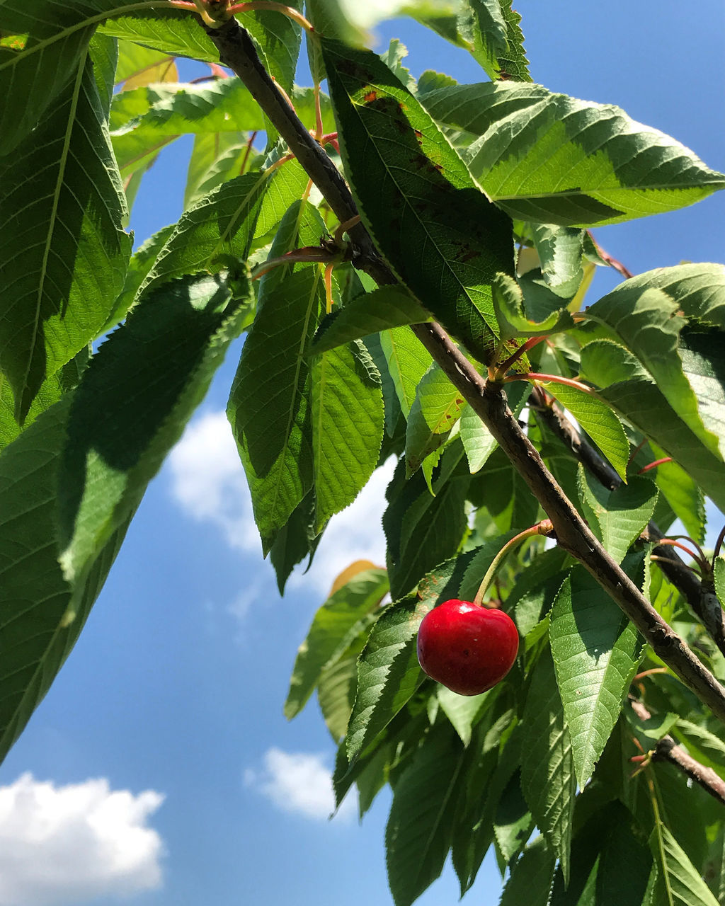 LOW ANGLE VIEW OF FRUITS ON TREE