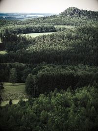 Scenic view of forest