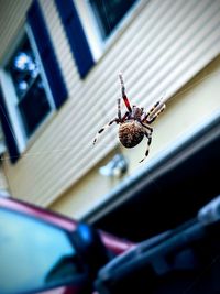 Spider on web in front of house in residential area