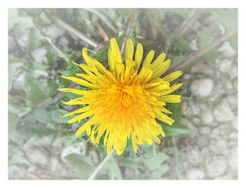 Close-up of yellow flower