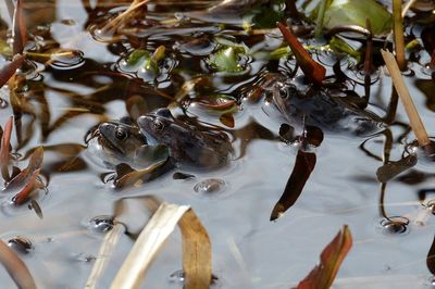 High angle view of ducks swimming in lake