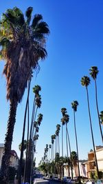 Low angle view of palm trees against clear blue sky