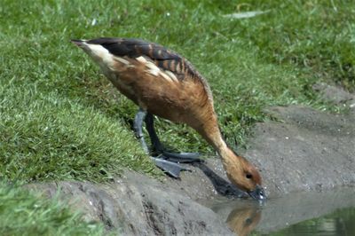 Close-up of bird on grass