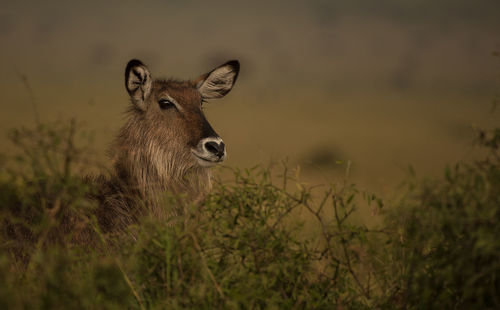 Portrait of deer standing on field