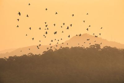 Flock of birds flying in sky