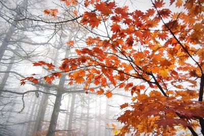 Low angle view of tree against sky during autumn