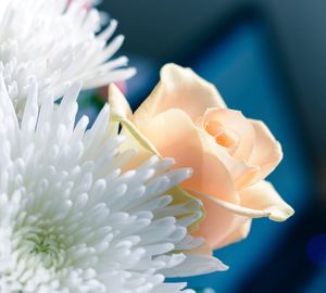 Macro shot of colorful flower head