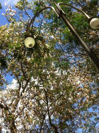 Low angle view of trees against sky