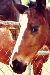 Close-up portrait of horse