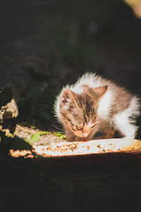 Close-up of cat
