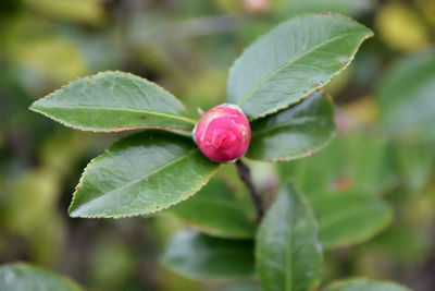 Close-up of strawberry growing on plant