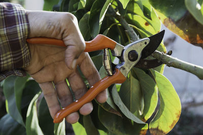 Cropped hand of man cutting plant with pruning shears