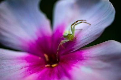 Close-up of pink flower