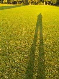 Scenic view of grassy field