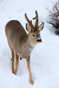 Close-up of deer on snow covered tree against sky