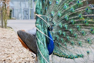 Close-up of peacock