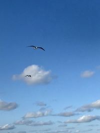 Low angle view of seagulls flying in sky