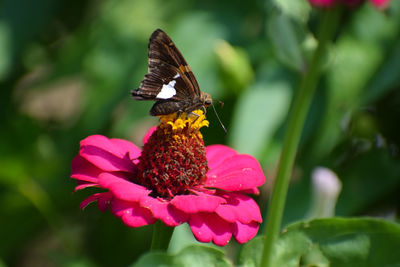 Close-up of butterfly pollinating on pink flower
