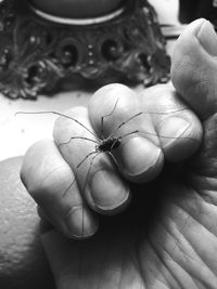 Close-up of hand holding small