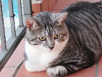 Close-up portrait of cat resting