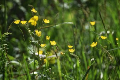 Close-up of yellow flowering plant on field