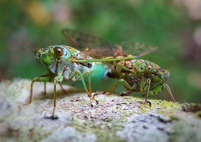 Close-up of insect