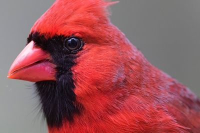 Close-up of red bird