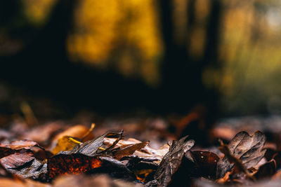 Close-up of leaves at night