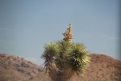 Close-up of cactus against clear sky