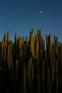 Full frame shot of plants